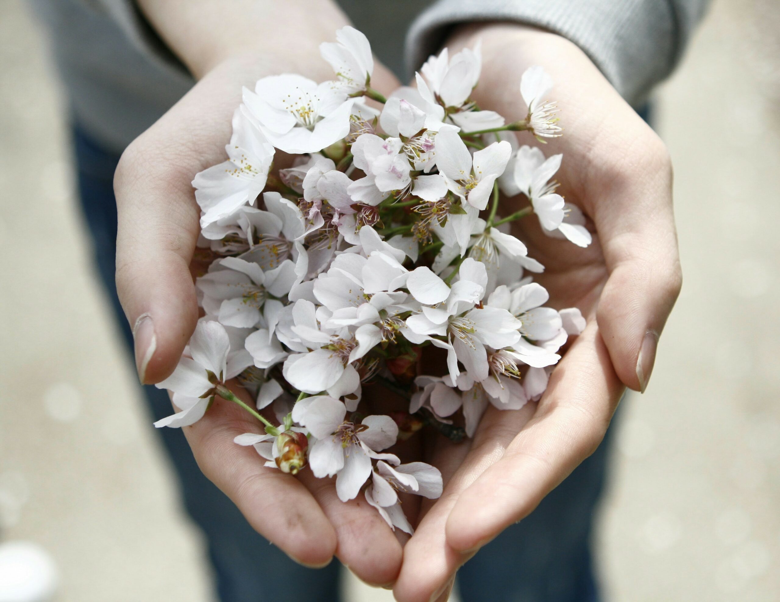 What are Flower Essences?